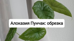 Алоказия Пунчак. Обрезка