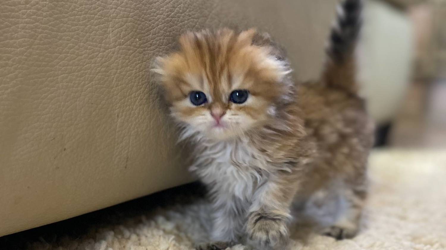Шотландские котята  #сезонконтентаRUTUBE#cat#котики