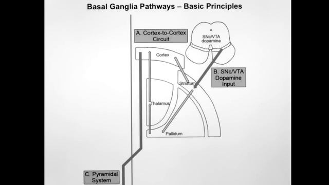 Basal Ganglia: Neuroanatomy Video Lab - Brain Dissections