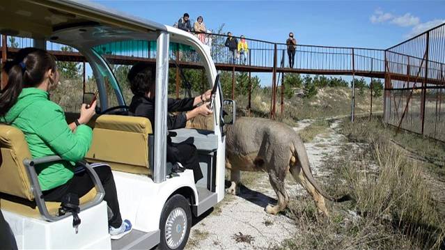 АВТОБУС ЗАМЕР -подошли львы - братья Чук и Гек ! смотреть онлайн