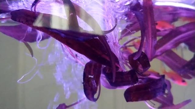 Мини аквариум Xiaomi смотреть онлайн