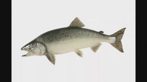 Горбуша высушенная под вакуумом-сублимированная