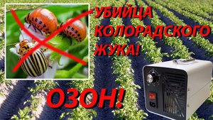 Расправляемся с колорадским жуком и его личинками с помощью генератора озона