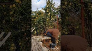 Рву соседские яблоки🍏🍎