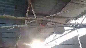 Вольер с павлинами арлекинами. Зимнее содержание.