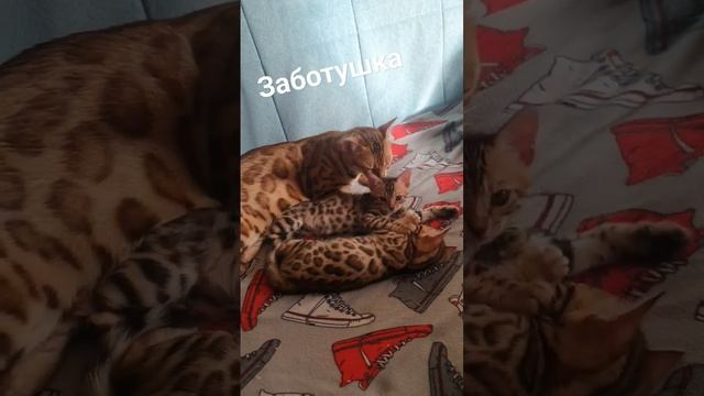 Бенгалы #бенгальскиекотята #cat #котята