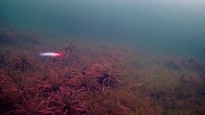 РАБОТАЮТ или в ТОПКУ!? Дешёвые китайские БАЛАНСИРЫ. Подводное видео