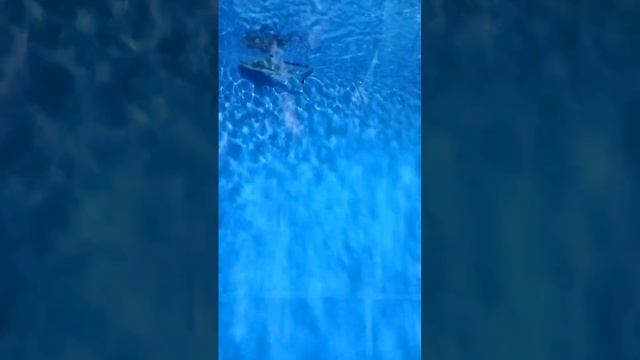 Эти забавные животные