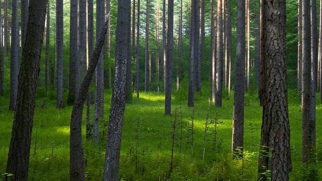 Звуки природы, пение птиц, звуки леса, для расслабления, сна, медитации