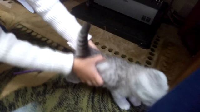 АМИНА ИДЕТ ПОКУПАТЬ КОШКУ // Амина TV смотреть онлайн