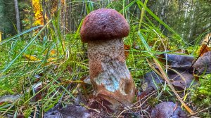 ТИХАЯ ОХОТА В ОКТЯБРЕ 2024 | СОБИРАЮ ПОДОСИНОВИКИ И ЛИСИЧКИ | ПРОЩАНИЕ С ЛЕСОМ И ЗАКРЫТИЕ СЕЗОНА🍄💪