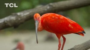 TCL 4K HDR Demo Video For 4k OLED TV Colorful Beauty Of Nature Wildlife Relaxing Music