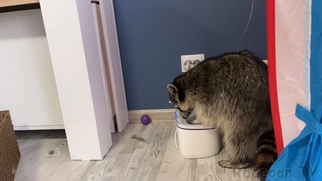 ЕНОТЫ РАЗОБРАЛИ ПОИЛКУ, ВСКРЫЛИ КОРМ И УКРАЛИ ШОКОЛАД смотреть онлайн