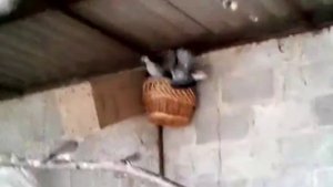 Гвинейские голуби с птенцами. Весна 2018 года.  Сенегальские горлицы, австралийские хохлатые.