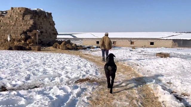 Гиссар -Арашан асыл тұқымды гиссар қозы анасы бірінші тума алмай қойған қозысын.