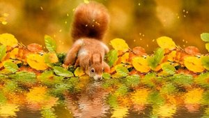 Осенний футаж. Белка пьёт воду