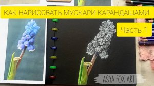 КАК НАРИСОВАТЬ МУСКАРИ ЦВЕТНЫМИ КАРАНДАШАМИ/ЧАСТЬ1/ASYAFOXART