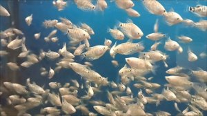 Гурами перламутровый