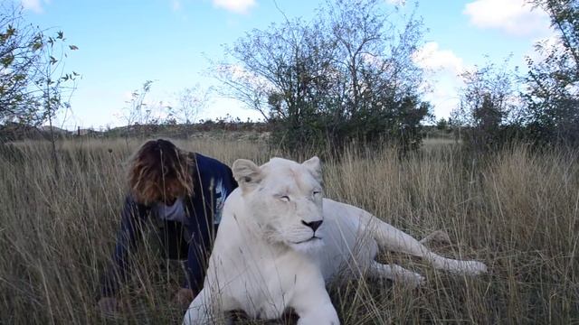 ЭТО ЧТО-ТО ! Мужчина и белая львица Герда ! смотреть онлайн