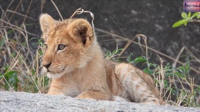 LIONS 4K HD VIDEO | Relaxing Video | TV Test | 4K Resolution | 4K Video | Nature Video смотреть онлайн