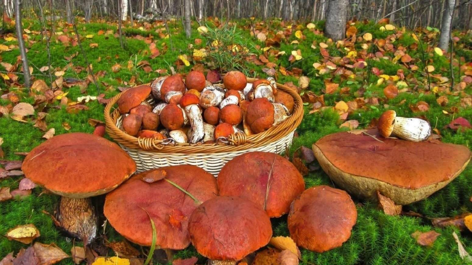 Полезное от Вовы (ГРИБЫ)