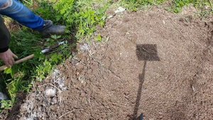 Посадка тюльпанов