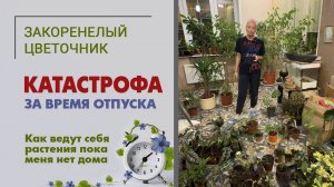 Катастрофа за время отпуска: гибель папоротника. Как чувствуют себя растения пока меня нет дома.