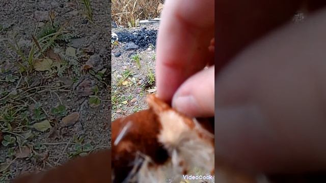 залипательный видос.