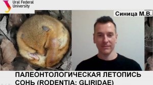 Micromammal seminar_11_MV_Sinitsa_Fossil_record_of_Gliridae_31.10.2024