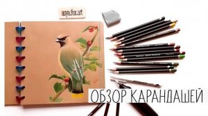 Обзор цветных карандашей DERWENT PROCOLOR