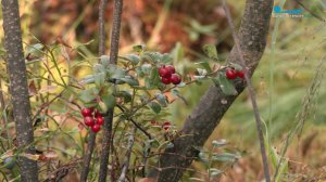 Брусника - чудо-ягода, которая поможет похудеть и справиться с простудой