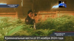 Петровка 38 выпуск от 01 ноября 2024 года