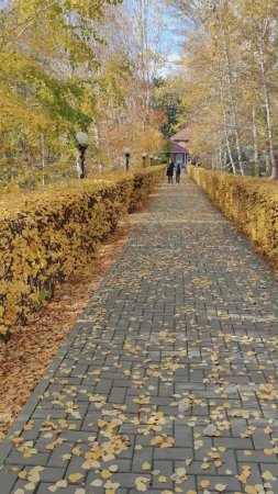 Золотая аллея в парк-отеле Осинки