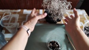 Калоцифалус Леукофита Брауна