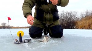 ЖЕРЛИЦЫ ПО ПЕРВОМУ ЛЬДУ! СРАБОТКИ ОДНА ЗА ОДНОЙ! ПЕРВЫЙ ЛËД 24 ПРОДОЛЖАЕТСЯ! ЗИМНЯЯ РЫБАЛКА