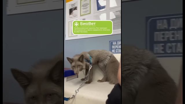 Необыкновенной красоты Лис проходит обследование у врача кардиолога. Клиника БиоВет Беляево.