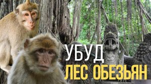 ЛЕС ОБЕЗЬЯН НА БАЛИ СЕГОДНЯ. УБУД. ИНДОНЕЗИЯ