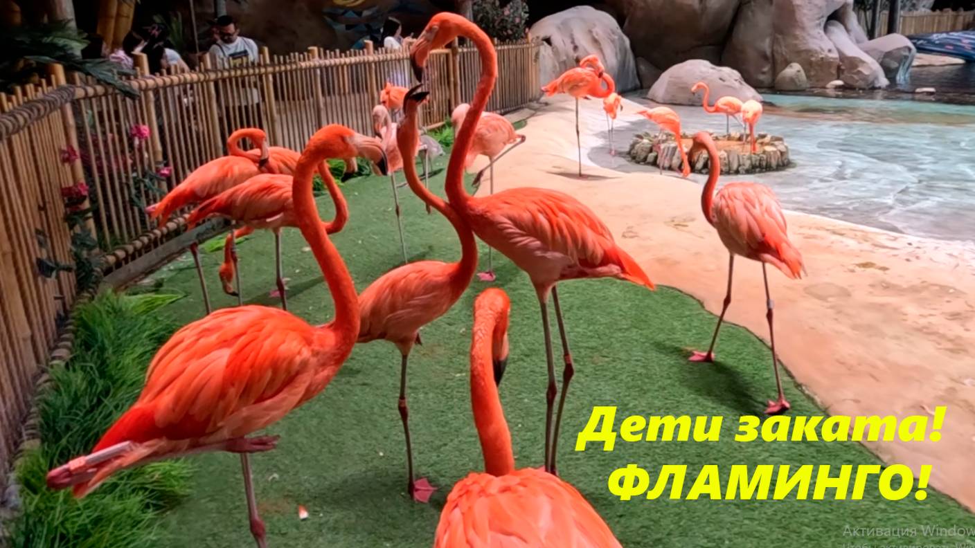 Фламинго , дитя заката!  Абу -Даби.
