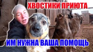 СПАСЕНИЕ ЖИВОТНЫХ - ТЯЖЕЛЫЙ ТРУД, НО ЕЩЕ ТЯЖЕЛЕЙ ЗАБОТИТЬСЯ О ТЕХ, КТО НИКОМУ НЕ НУЖЕН...ИХ МНОГО!!