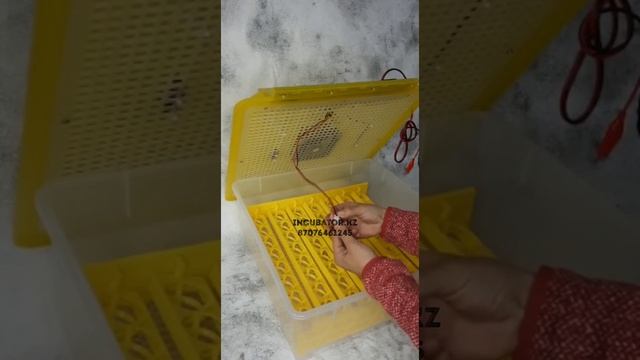 Инкубатор «Комфорт» на 56 куриных яиц смотреть онлайн