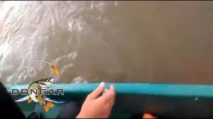 Ловля сома в Астрахани