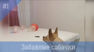 Забавные собачки. # 1. Самые смешные видео с собаками.