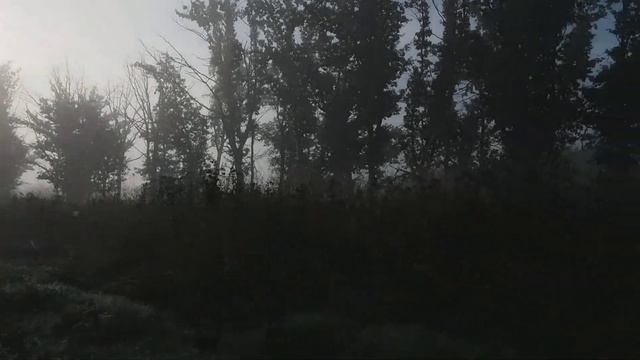 Футаж. Раннее утро. Туман. смотреть онлайн