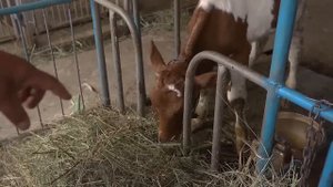 Сімейні мініферми - розвиток молочарських кооперативів