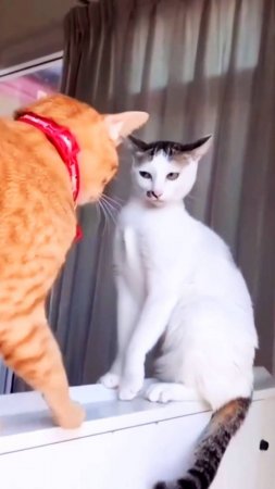 Бойцовский клуб 🐈🥊🐈