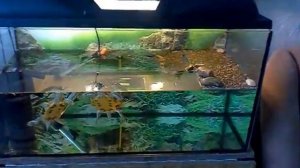 Аквариум для черепах. Aquarium for turtles