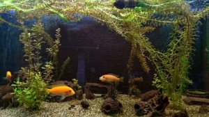 Живой аквариум #43 - Заставка для ТВ