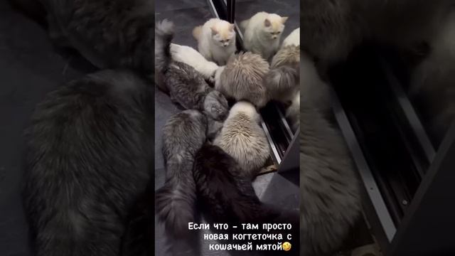 Это просто новая когтеточка с кошачьей мятой🤣