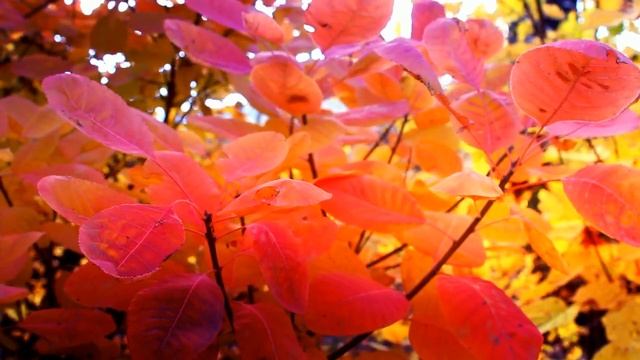 Релакс. Вивальди. Времена года. Осень. смотреть онлайн