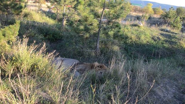 Вожак Чук прячется ! Захочешь не найдешь ... смотреть онлайн